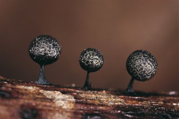 Lamproderma maculatum  / © Michel Poulain