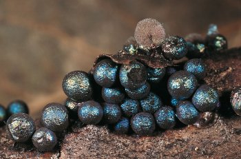 Lamproderma pulchellum / © Michel Poulain