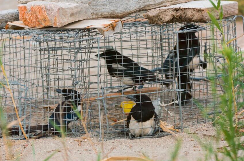 L’arrêté du 11 juillet 2017 déclasse la pie de la liste des animaux indésirables dans huit départements français. Mais son statut de nuisible reste valable dans 56 départements sur 95. Margot, la citadine - La Salamandre