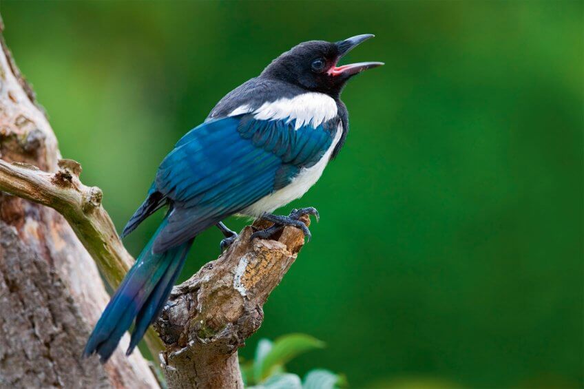 Le cri d’alarme caractéristique de la pie peut être aisément imité en secouant rapidement une boîte d’allumettes à moitié pleine.