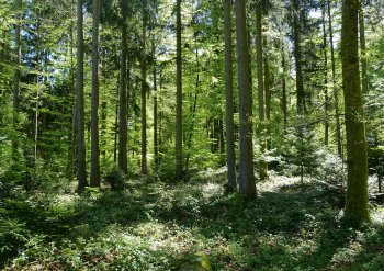 Le Jorat rêve d’un parc naturel - La Salamandre