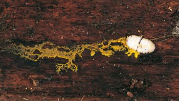 Le myxomycète est une gelée vivante qui se déplace à la recherche de nourriture ou d’humidité. Présentez-lui par exemple un flocon d’avoine. Pour l’engloutir,
il s’en rapprochera  au rythme d’environ 1 cm à l’heure.