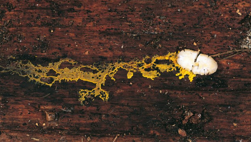 Géant ! - La Salamandre