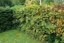 Veillez à installer dans votre jardin un bosquet, une haie champêtre avec des arbustes indigènes et du lierre. Laissez traîner un tas de bois au fond du terrain.