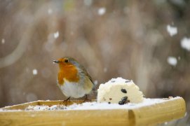 Quand il fait très froid, posez un morceau de beurre ou de margarine sur le rebord de la fenêtre ou sur votre mangeoire. Le rougegorge ne sait pas ouvrir la plupart des graines avec son petit bec. Préparez-lui des miettes de noix, de noisettes ou de cacahuètes.