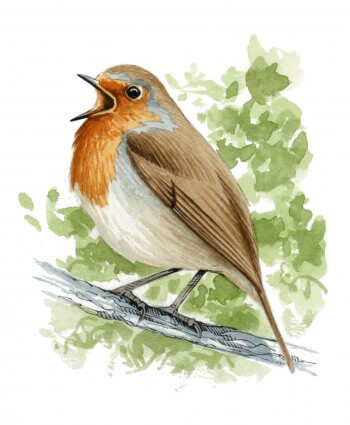 Fabriquez un nichoir à rougegorge avec un pot de fleur