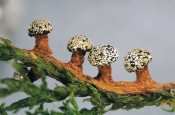 Lepidoderma tigrinum Délirant - La Salamandre