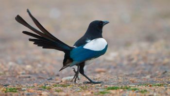 Lorsqu’une pie marche décidée au beau milieu d’un pré ou au bord d’un champ, il se peut qu’elle patrouille sur les frontières invisibles de son territoire. Lorsqu’une pie marche décidée au beau milieu d’un pré ou au bord d’un champ, il se peut qu’elle patrouille sur les frontières invisibles de son territoire.