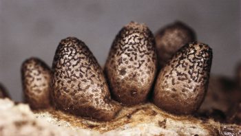 Lycogala conicum Lycogala conicum