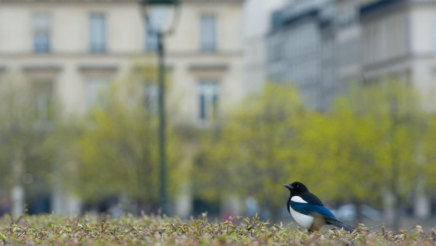Margot, la citadine - La Salamandre
