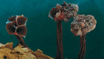 Metatrichia floriformis