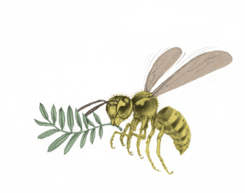 Guêpe mieux vaut dard - La Salamandre