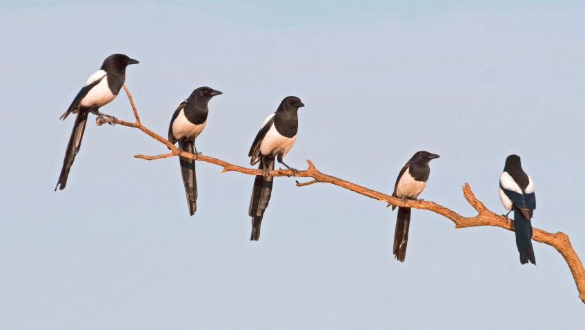 Mille et une nuits au dortoir - La Salamandre