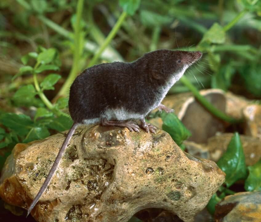 musaraigne aquatique Le Jorat rêve d’un parc naturel - La Salamandre