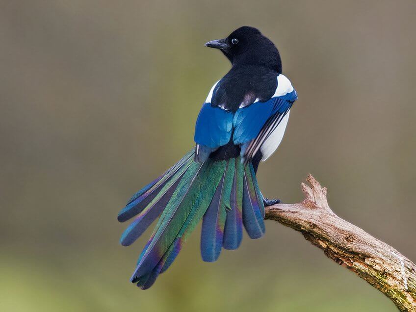 Noire et blanche, la pie ? Parfois on dirait une dame en robe de soirée aux couleurs arc-en-ciel. Son plumage est irisé : suivant la provenance de la lumière, il restitue de magnifiques reflets bleus, verts ou violets.