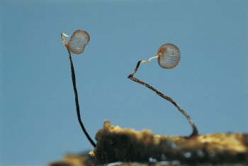 Omniprésent - La Salamandre