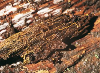 Omniprésent - La Salamandre