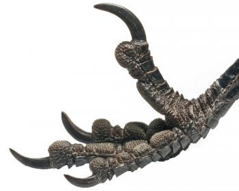 Patte de pie Accusée, levez-vous ! - La Salamandre