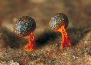 Physarum psittacinum Délirant - La Salamandre