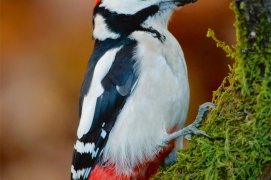 Pic épeiche / © Christian Cabron / Biosphoto