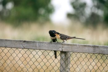 Pie adulte nourrissant un jeune coucou geai. 