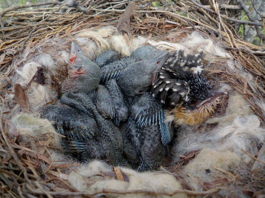 Coucou antivol - La Salamandre