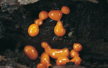 Quelques gouttes d’eau peuvent suffire à ce myxomycète figé depuis des mois pour reprendre vie. Omniprésent - La Salamandre