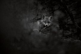 Renard / © Neil Villard