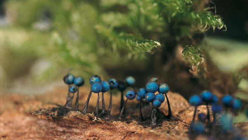 inclassable - La Salamandre