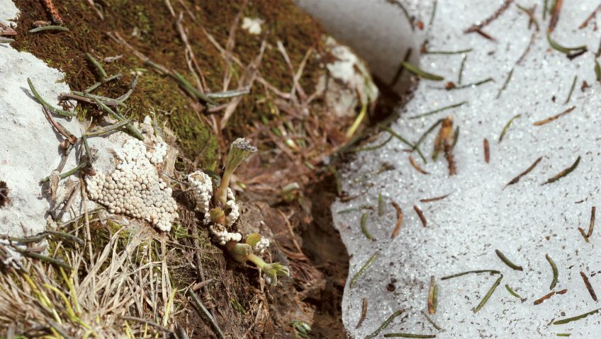 Toujours surprenant - La Salamandre