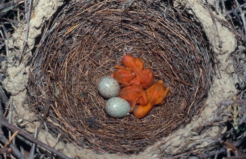Coucou antivol - La Salamandre