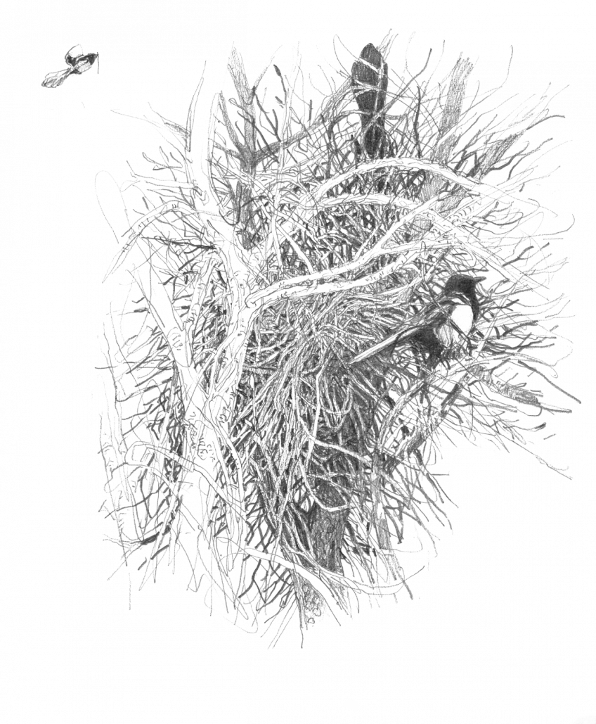 Un nid d’épineux secrets - La Salamandre