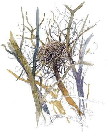 Un nid d’épineux secrets - La Salamandre