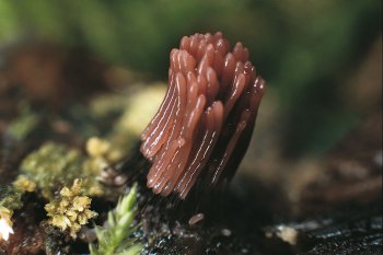 Voici la métamorphose de Badhamia utricularis : 24 heures fatidiques pour passer du plasmode aux fructifications. / © Karlheinz Baumann