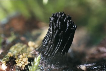 Voici la métamorphose de Badhamia utricularis : 24 heures fatidiques pour passer du plasmode aux fructifications. / © Karlheinz Baumann