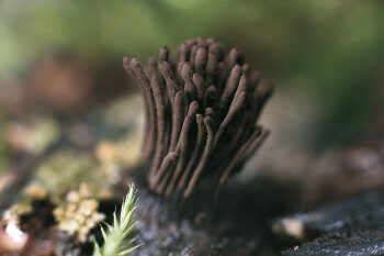 Voici la métamorphose de Badhamia utricularis : 24 heures fatidiques pour passer du plasmode aux fructifications. / © Karlheinz Baumann