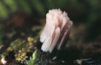 Voici la métamorphose de Badhamia utricularis : 24 heures fatidiques pour passer du plasmode aux fructifications. / © Karlheinz Baumann