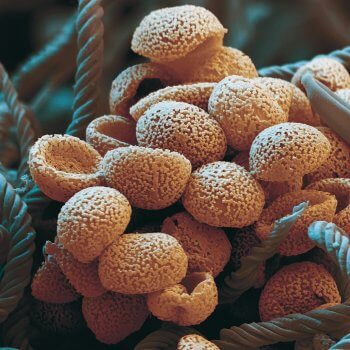 Zoom microscopique (grandi 2000 fois) sur une fructification de Metatrichia floriformis épanouie sur un morceau de bois mort. Les spores paraissent emmêlées dans une pelote de laine. Ces filaments vont comme des ressorts projeter les spores en l’air.