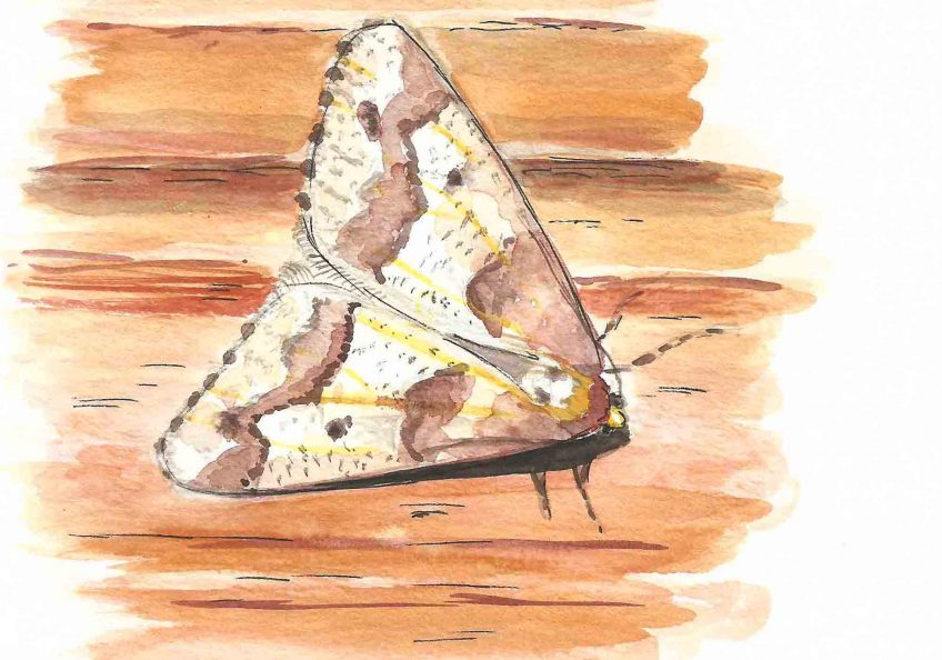 Pas frileux le papillon - La Salamandre