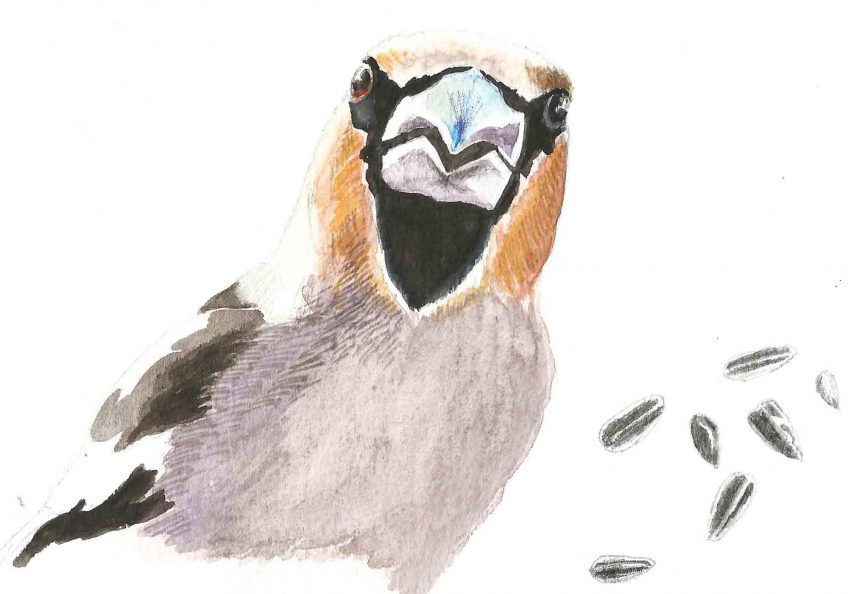 Grosbec aux mâchoires d'acier