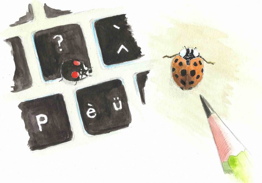 L'incruste de la coccinelle