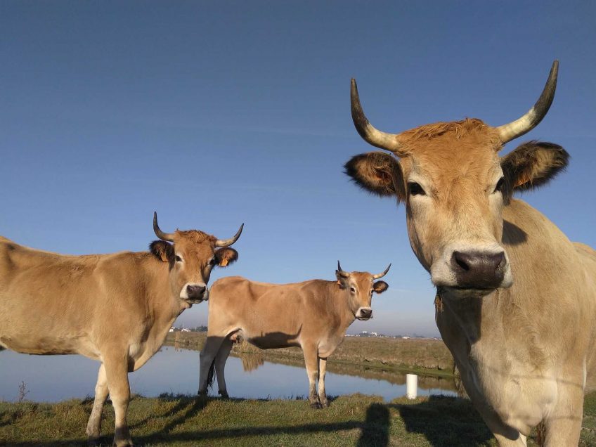 Paysan de nature - La Salamandre