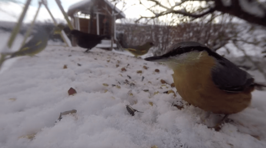 Oiseaux numérisés - La Salamandre