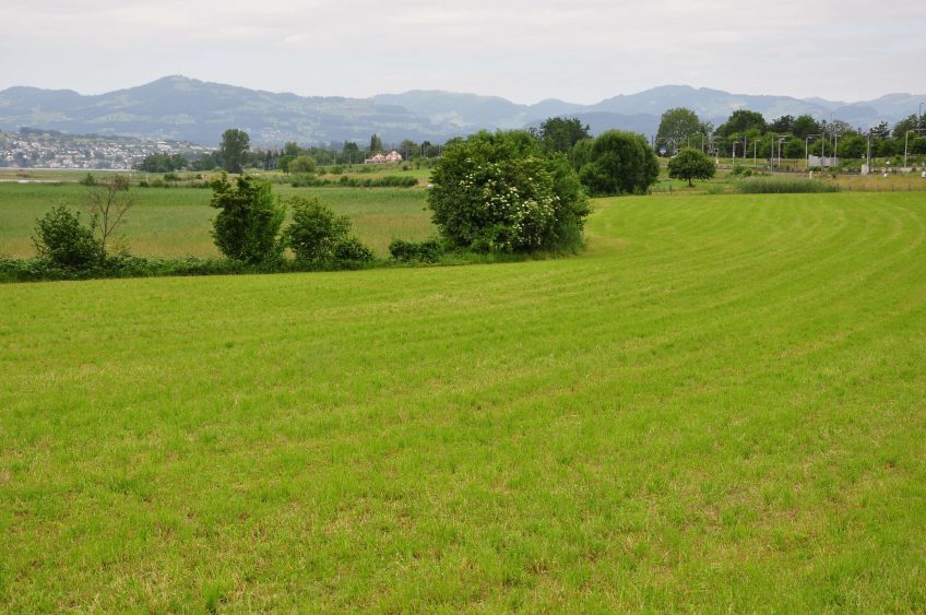 Haie d’anniversaire - La Salamandre