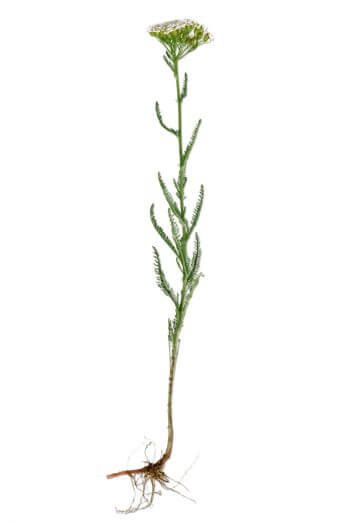 Achillea millefolium Docteur House, plantes médicinales - La Salamandre