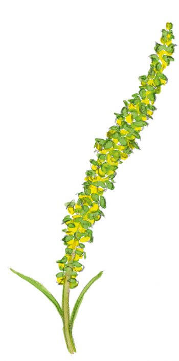 Ambroisie à feuilles d'armoise Espèces invasives - La Salamandre