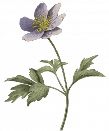 Anémone 