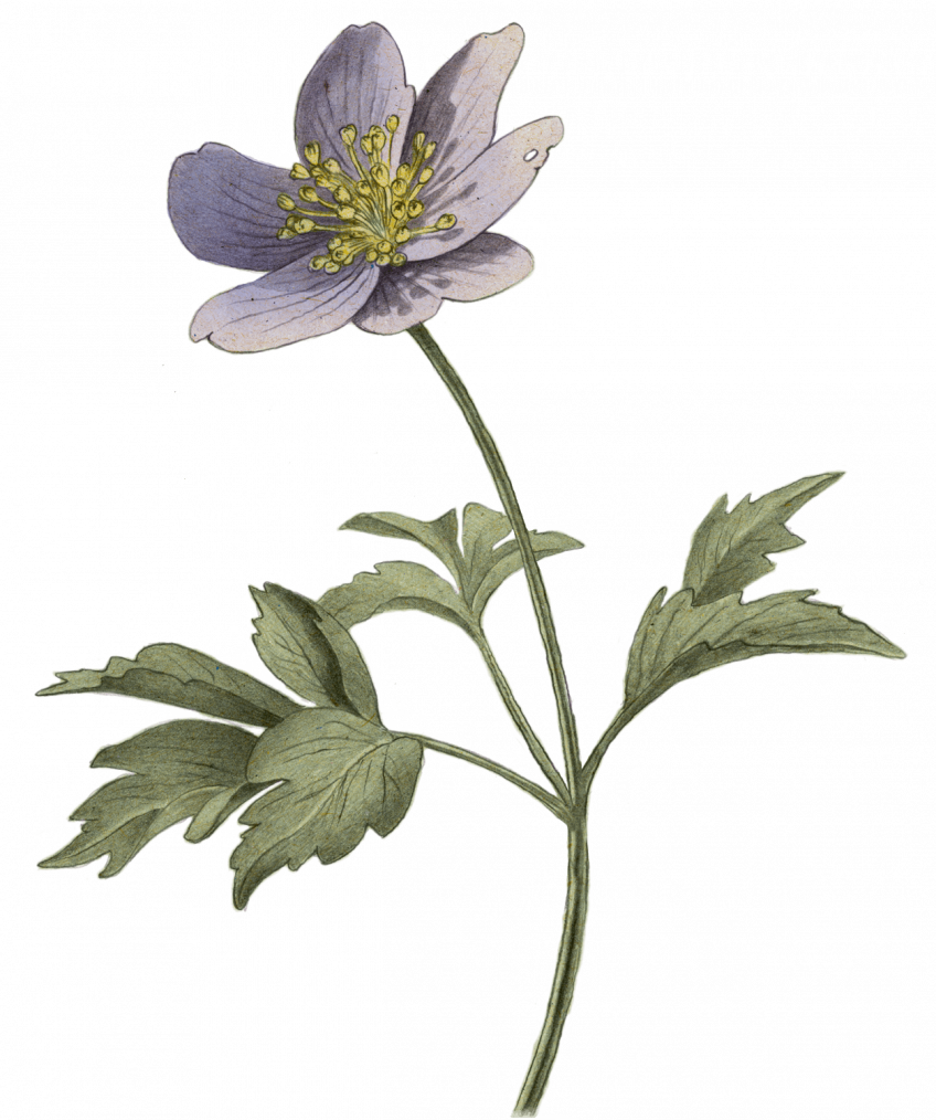 Maudite Aphrodite - La Salamandre