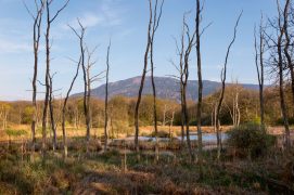 Bas-marais des Prés de Villette / © Benoît Renevey