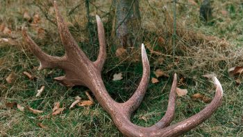 bois de cerf bois de cerf
